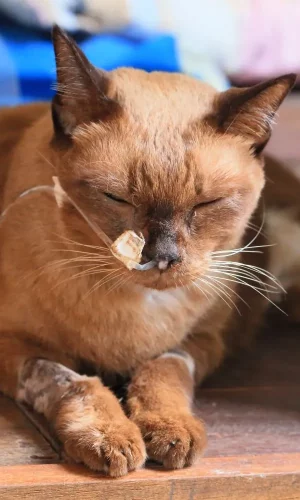 sonda nasogastrica gato para soporte nutricional